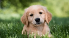 Najboljša pasma psov za otroke v apartmaju