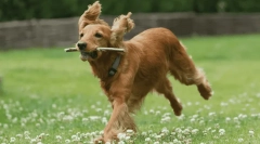 Najboljša pasma psov za starejše - fotografije in opis