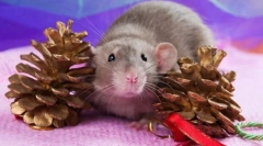 Najboljši hišni ljubljenčki