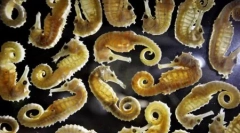 Najboljše fotografije wildlife 2011