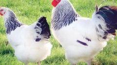 Najboljši kocki za meso