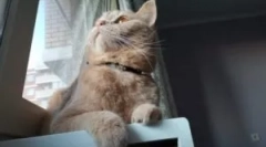 Najboljši ovratniki iz bolhe in klopov za mačke