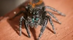 Najboljši pajki za dom