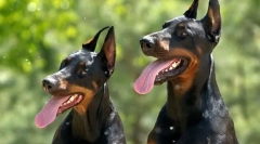 Najboljše kennele dobermans