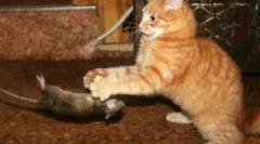 Najboljše pasme mačje korenine