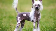 Najboljši psi za vodenje v apartmaju: kako izbrati hišnega ljubljenčka