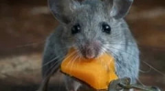 Najboljša pravna sredstva od podgan in miši