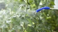 Top orodja iz tlime na rastlinah