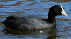 Coot
