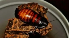 Madagaskarski ščurek in njegova vsebina