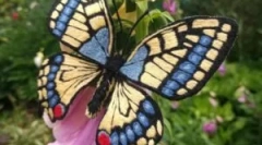 Mahaon: opis in življenjski slog