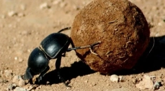 Glavni hrošči, bronasti in uporniki