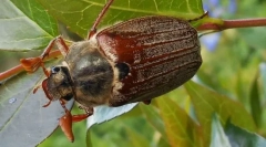 Chafer