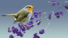 Malinova (fotografija): svetlo rdeča točka v gozdni gama