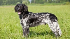 Majhen münsterlender