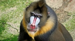 Mandrill