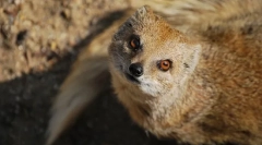 Mongos (photo): nestrašni lovec kače