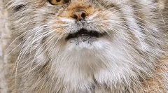 Manul: zanimiva dejstva o stepski mački