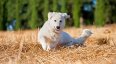 Maremmo-abrazza shepherdka (fotografije): utelešenje čiste moči in predanosti