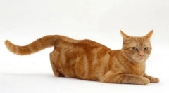 Martov cats: končni lov