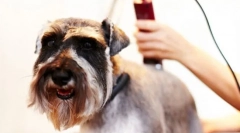 Stroj za odbijanje psov: uporabno brusilno orodje doma