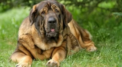 Mastiff