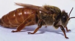 V čebelah: pomen in življenjski slog