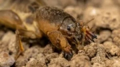 Medvedka: opis in življenjski slog