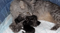 Maine-kun: lastnosti pasme