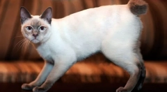 Mekong bobtail (foto): eksotična tajska mačka s kratkim repom