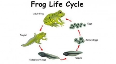 Metamorfoza kombinizma