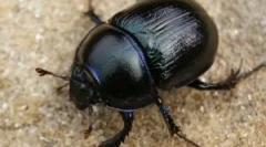 Miti in resnice o hroščih scarabs