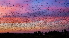 Migracijski netopirji v fotografijah bo balfra lucas (16 fotografij)