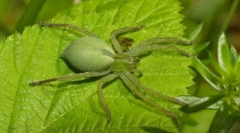 Mikromate zelenkasto