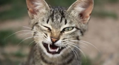 Mimične in cat geste