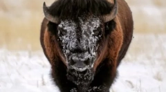 Svet živali na fotografijah (15 fotografij)