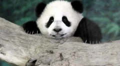 Svet živali v fotografijah (15 kosov)