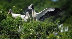 Svet živali v fotografijah (18 kosov)