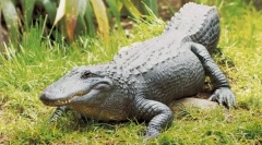 Missisypsky alligator