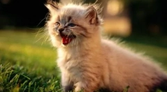 Meow v 10 jezikih: kako govoriti mačke v različnih državah