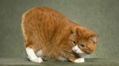 Msks: polnopravna mačka brez repa