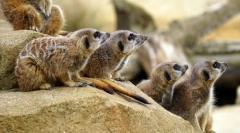 Sesalcev. Zgradba in značilnosti