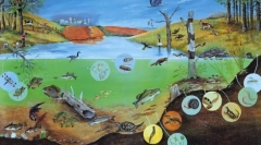 Raznolikost organizmov. Osnove sistematike