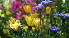 Raznolikost rastlin. Razvrstitev