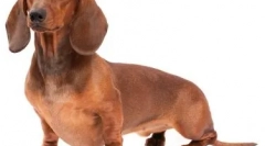 Modne pasme psov v letu 2019: moda zahteva žrtve