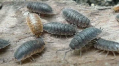 Glasba: opis, videz in življenjski slog