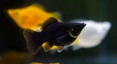 Mollyonsia (mollenesia)