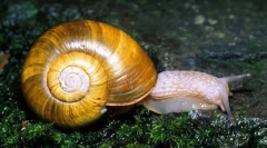 Mehkužci. Delo, školjka in cefalopod