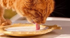 Mlečni izdelki in jajca mačka