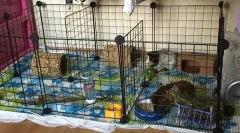 Gvinejska prašiča in vsebina